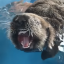 sea-otter-spotter