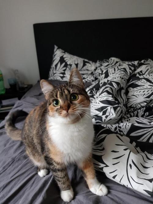 cutekittensarefun:Sally posing for treats