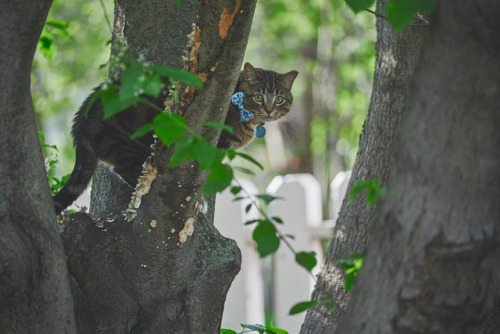 alanjamesart:holly in the backyard tree