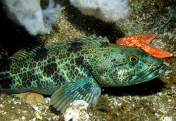 sixpenceee:  Although their flesh is usually white in color, occasionally the Lingcod fish will have blue tinted flesh. A bile pigment called biliverdin seems to be responsible for turning the blood serum of these fish blue. But how this pigment gets