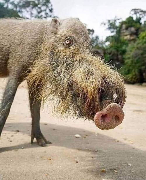 What’s this? A Bornean bearded pig. Weird and wonderful, right?