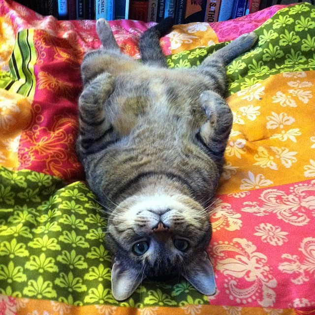 gingersarts:  How have I not mentioned on here that my cat is cute? #charles #meow