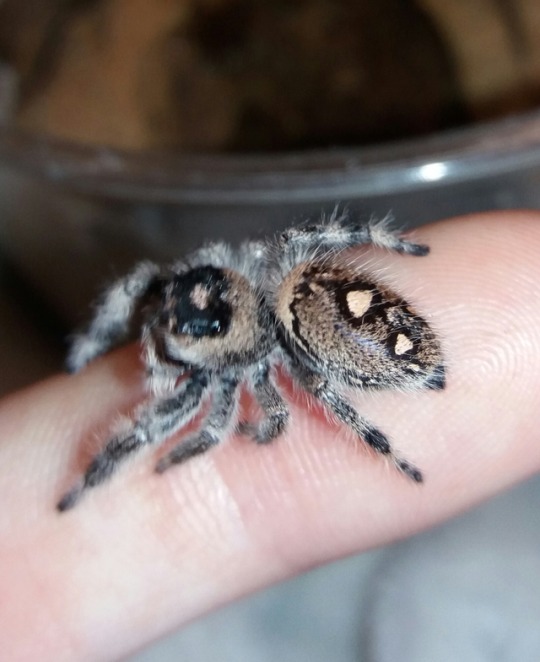 phidippusregius:    penny! 