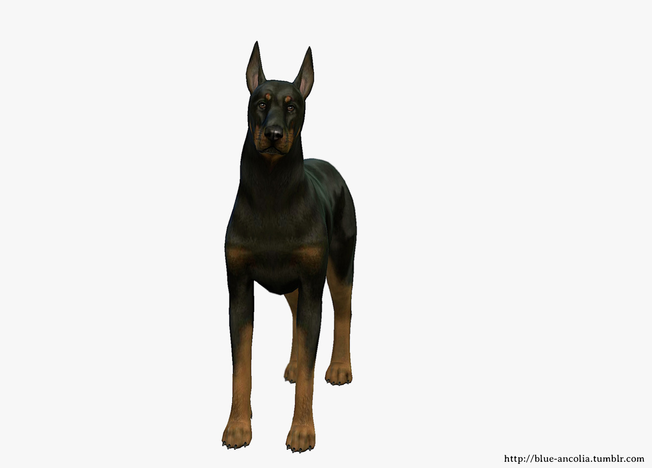 Blue Ancolia Dobermann Makeover Here Is Oscoe He Has A