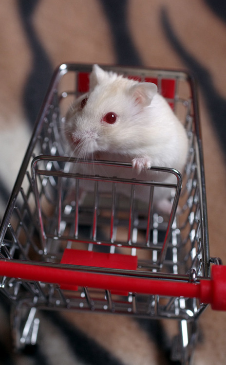 kittendrumstick:Despite all my rage, I am still just a hamster in a shopping cart.
