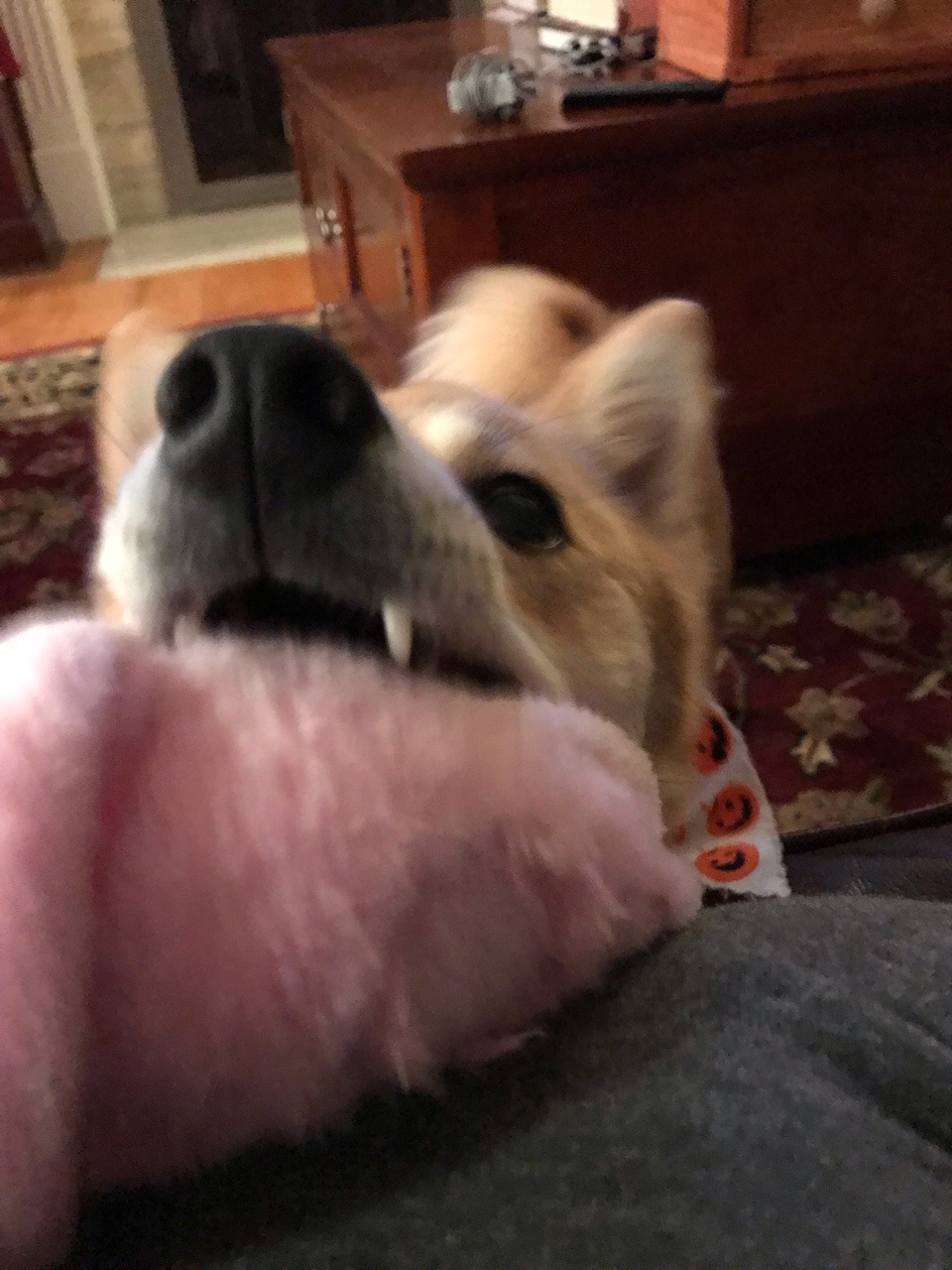 darkvioletcloud:    chonp 