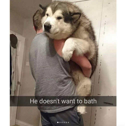 babyanimalgifs: Dog snaps  (#1 @lifewithmalamutes)