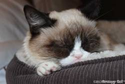 tardthegrumpycat:  The Daily Grump | March