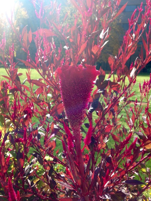 I always pass this beautiful Ruby-colored plant on my campus. Today I stopped and took a few picture