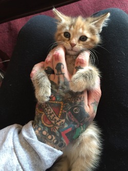 sorrow-on-sundays:  Cheer up cute-baby-animals cute-overload tattoome babyanimalposts 