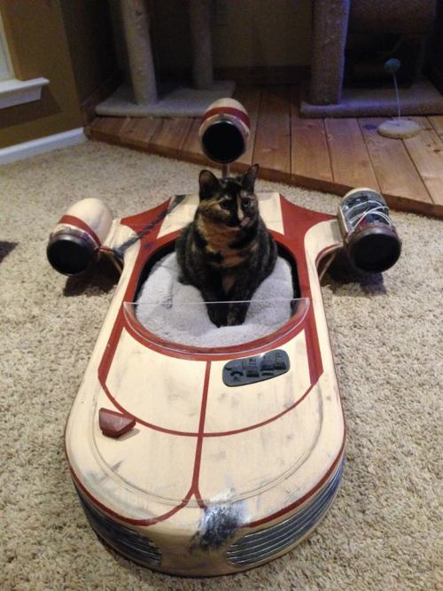 catsbeaversandducks:&ldquo;Meow the Force be with you.&rdquo;Photos by ©Roxy’s Dream