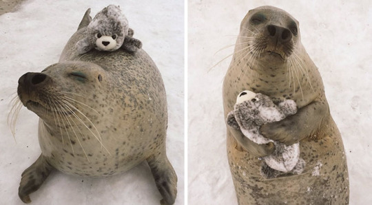  Adorable Seal Can’t Stop Hugging Toy Version of Itself It Found 