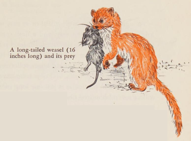 XXX antiqueanimals:The First Book of Mammals. photo