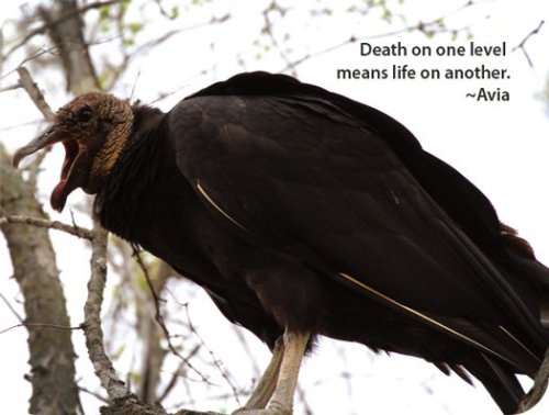 Animal Companions - The Vulture Unlike the needs of nearly all other living creatures, vultures do n