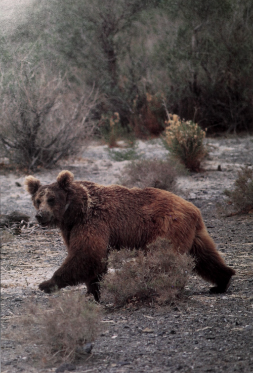 nemfrog:  Gobi Brown Bear in Mongolia. Annual