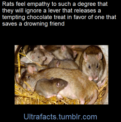 ultrafacts:  From this article: [x]They did so even in the presence of a tempting chocolate treat, foregoing the lever that would release the food in favour of the one that would save the drowning rat.The rats therefore engage in helpful “prosocial