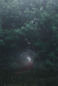 dennybitte: wild lilac in the misty forest