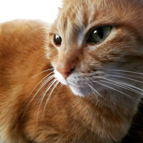 thesteampunkbuddha:My Hemi kitty @mostlycatsmostly #catsagram #orangetabby