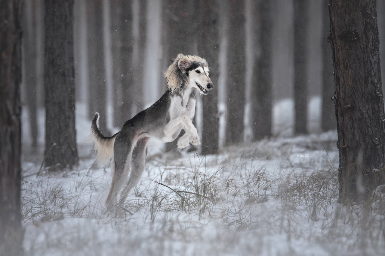 Hazel Look at her paws. <3 Able to run 70 km/h (43 mph)< And what a winter we have here. SNOW!!! We had no proper snow here 