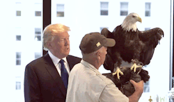 rinokami: skywalkingreys:  sandandglass:  Donald Trump gets attacked by an eagle. This eagle truly represents America. What a majestic symbol.  It’s only fitting that this gets reblogged today   This is the only eagle that deserves reblogging on the