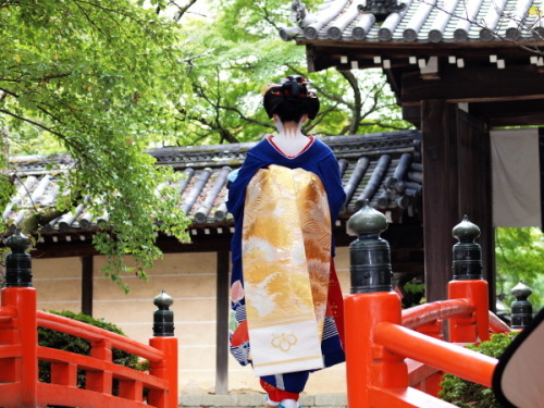 This is a sakkou coordinate from Matsunoya okiya (Pontocho), and has been worn by Ichifuku in 2010.S