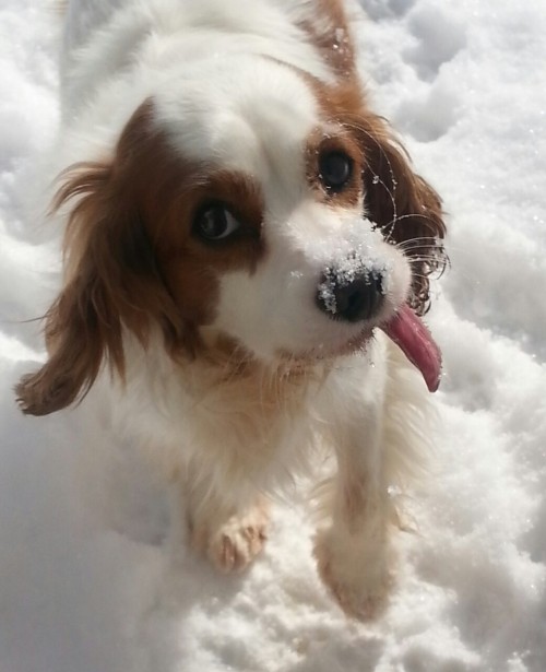 daddy-bear-hunter:Here’s my Sophie. My pretty girl. Her tongue always hanging out makes her so