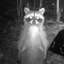 creepyraccoon69