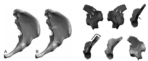 theolduvaigorge:Associated ilium and femur from Koobi Fora, Kenya, and postcranial diversity in earl