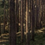 pinewoods-system