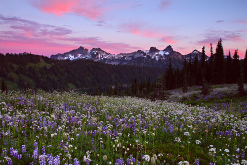 expressions-of-nature:Paradise, Mount Rainier by Lazgrapher