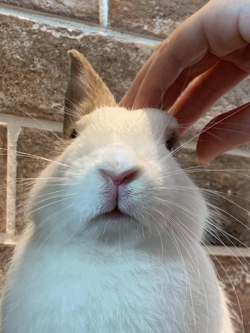 rabbitsoverload:When you have to take a passport photo