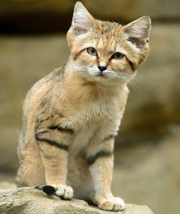 And Other Animals — “Sand cats They live in africa and are incredibly...