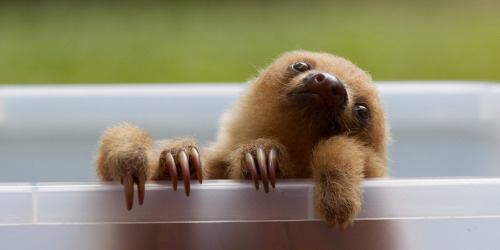 Baby two-toed sloth. These arboreal mammals are native to Costa Rica. According to the photographer,