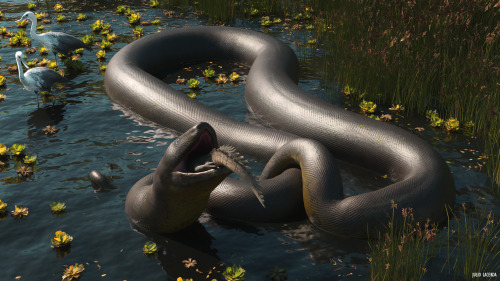 Titanoboa is the largest snake ever discovered, reaching an estimated 12.8m (42ft) in length and upw