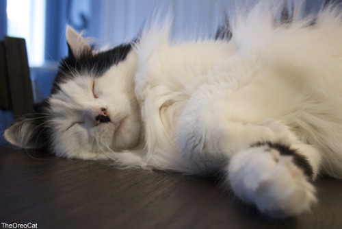 theoreocat:Any place is a good place to snooze.