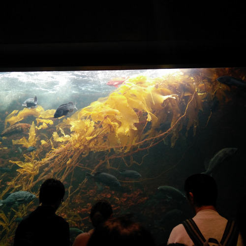 Kasai Rinkai Aquarium.