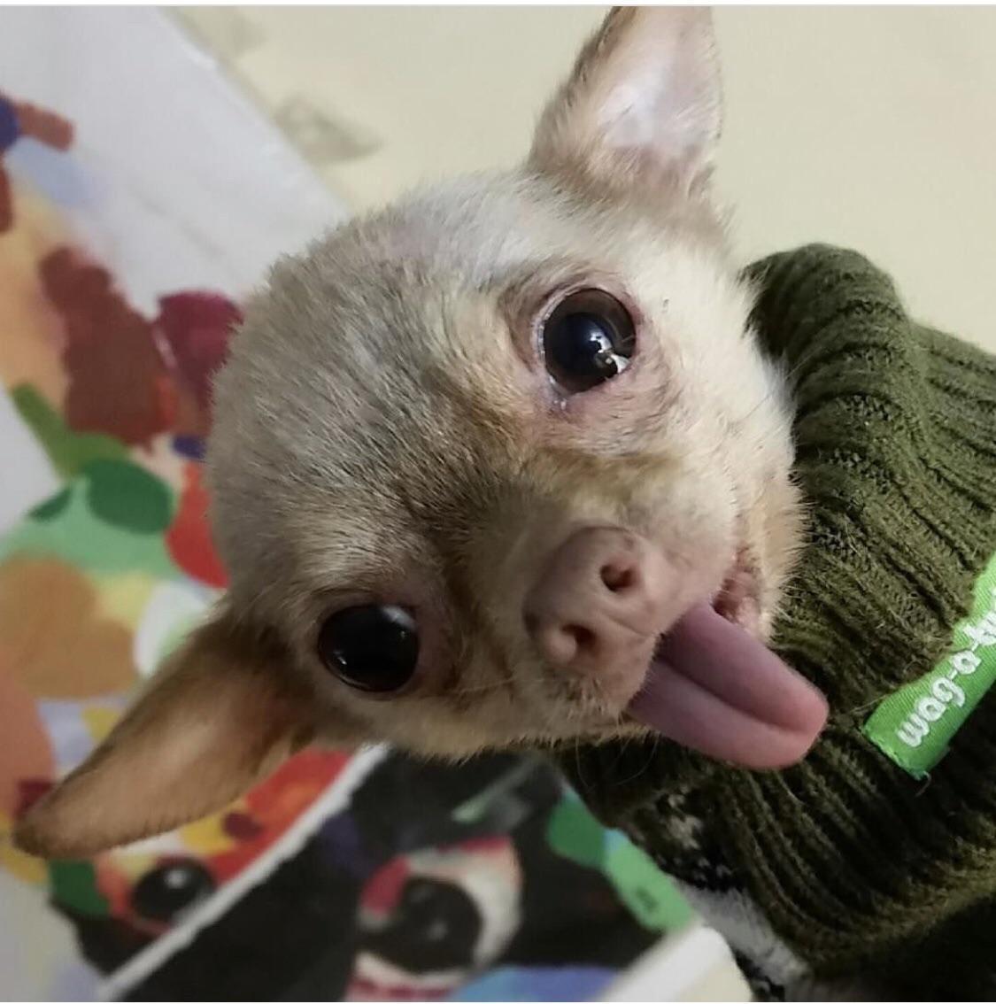 awwww-cute:  When I adopted Bruno Mars they said he was a senior Chihuahua, but he’s