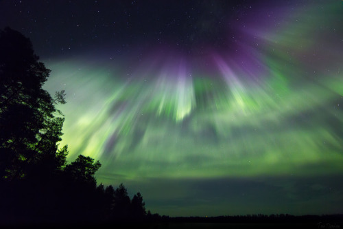 tiinatormanenphotography:  Last night lights.  Me and my old pal Joppe the dog.  10th Sep 2015.  Posio, Southern Lapland, Finland.  by Tiina Törmänen | web | FB | IG | 