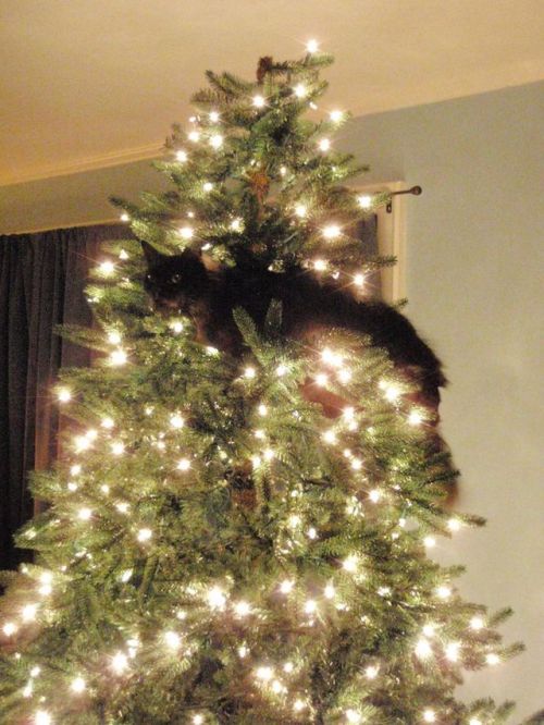 catsbeaversandducks:  “Wreck the tree and blame the doggie… Fa la la la la la la la laaaa!…” Photos via >^..^< in a Christmas Tree 