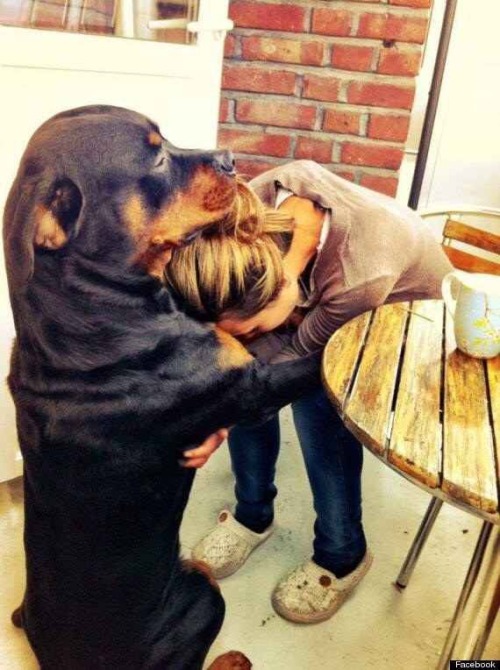 airyairyquitecontrary:There there, that guy didn’t deserve you anyway - Imgur From http://imgur.com/r/aww