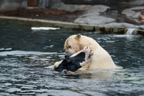 hans-soloh:  lyonnnss:  him3-ros:  southernsideofme:The polar bear in Copenhagen Zoo gets a cow head about once a week. Me:  Awwwwwww, they’re playing together! Me:  Huh.  I hope he doesn’t eat that poor cow. Me: …  FUCK  