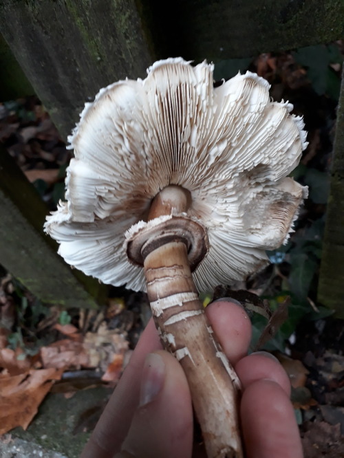 Barnet, London, UK, September 2018Shaggy parasol (Chlorophyllum rhacodes)I made myself late for work