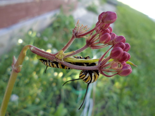 jazzeria:Monarch caterpillars chomping on my swamp milkweed in late July 2012.  