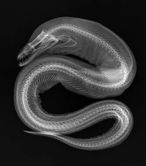 snowflakeeel: Check out this X-Ray of a Viper Moray Eel! (Enchelynassa canina) It’s from a 201