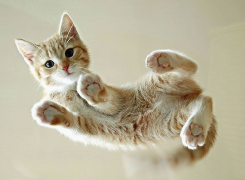 secretdreamlife: Cats are mystical creatures, they can walk on air.