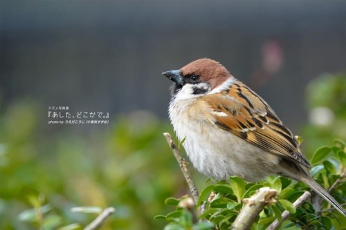 tokyo-sparrows: ‪たいようふれあ？‬ . パート３もこの秋登場（予定） #スズメ写真集『あした、どこかで。』シリーズ１、２ も好評発売中 詳細は→ alive-