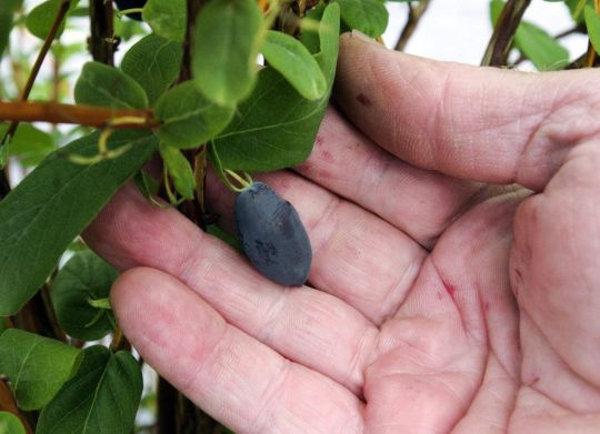 Haskap berries: the superfruit you don’t know about