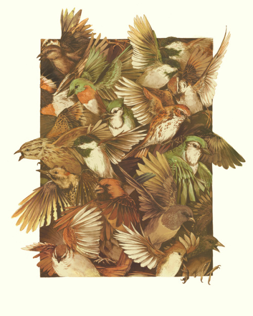 ruineshumaines:  Red-throated, Black-capped, Spotted, Barred by Teagan White. On Tumblr. 