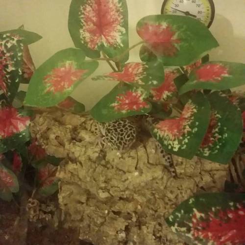 Porn Pics Baby Baldwin #petstagram #leopardgecko