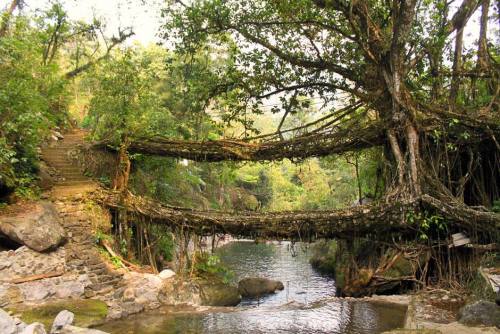 In Cherrapunji, northern India, local infrastructure is not built, it’s grown! This amazing br